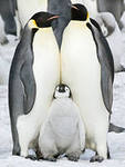 Пингвины на юге