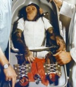 Первый американский астронавт - шимпанзе по кличке 